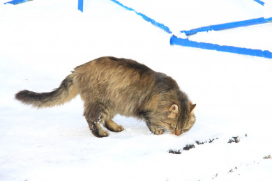 Прогноз погоды в Воронеже на воскресенье, 19 февраля