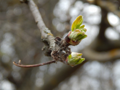 Синоптики рассказали о погоде в Воронеже в первые весенние выходные 