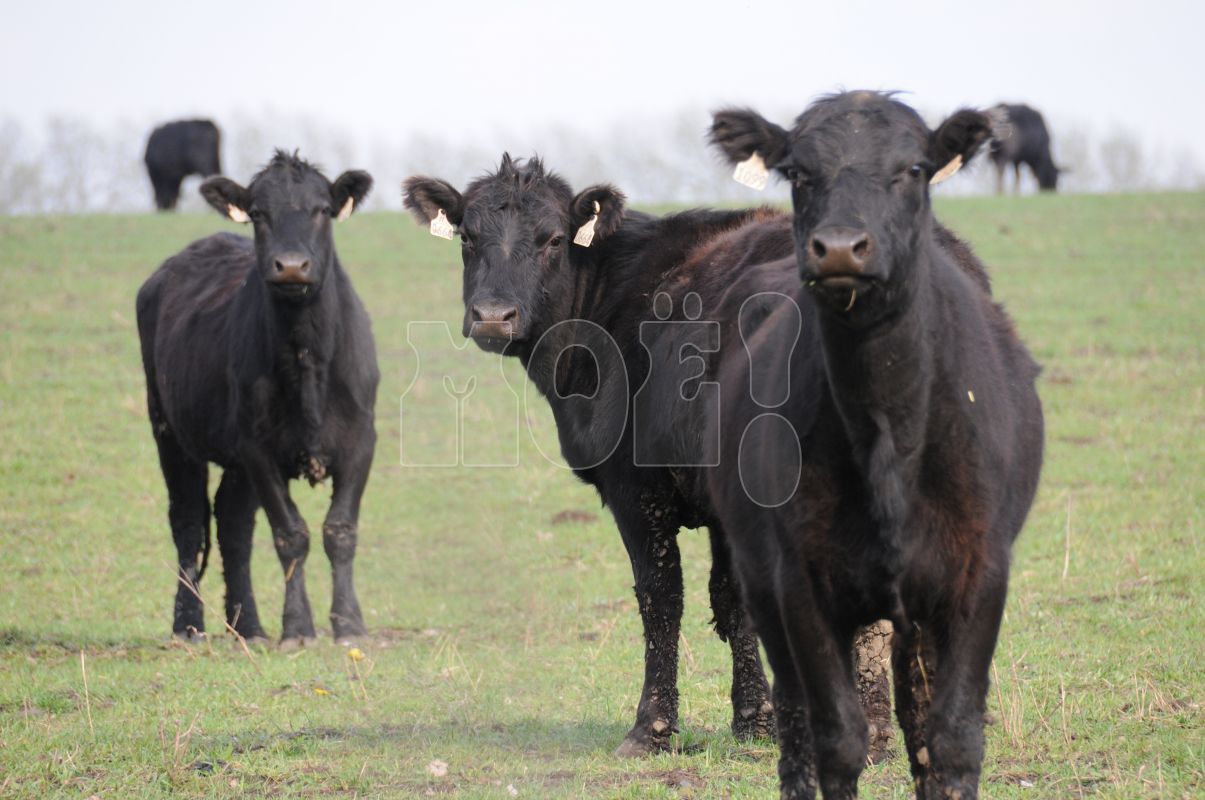 «Нас завалили дерьмом мраморных быков»