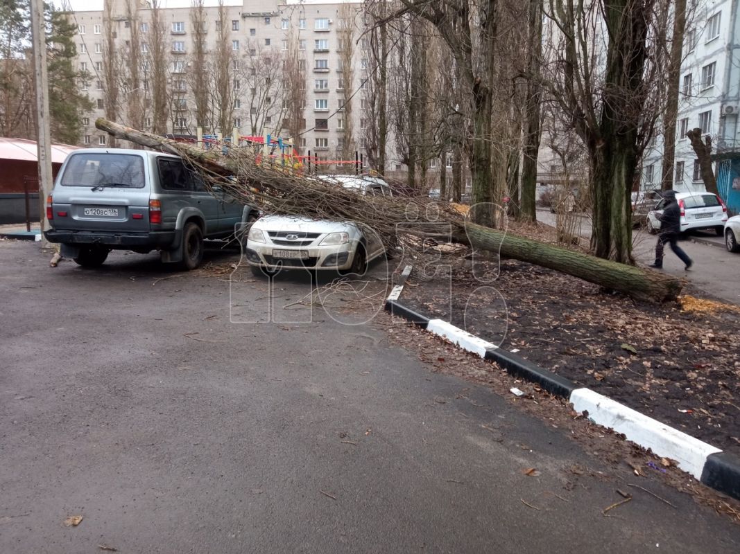 Сильный ветер устроил в Воронеже «деревопад»