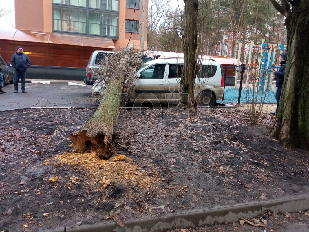 <p>Дерево, упавшее на два автомобиля на улице Космонавта Комарова</p>