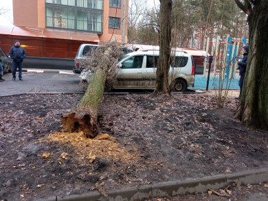 Пять сломанных ветром деревьев повисли на проводах в Воронеже