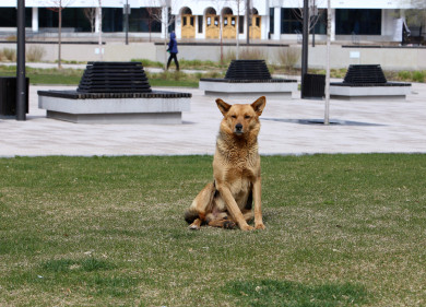 Кормившую собак отравленной едой жительницу Воронежа ждёт суд