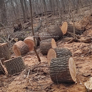 «Заповедник превращён в свалку»: воронежцев возмутила вырубка деревьев в государственном заказнике