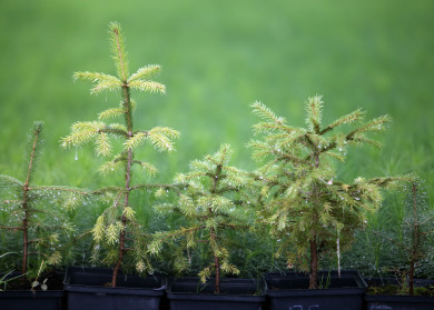 Отходы воронежских очистных сооружений затопили лесничество