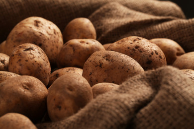 Что делать, если семенная картошка сильно проросла?