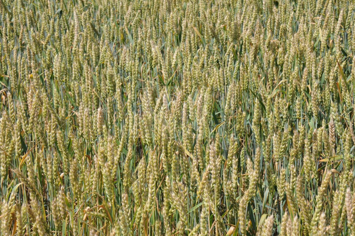 5 тонн заражённой карликовой головнёй пшеницы не пустили в Воронежскую области