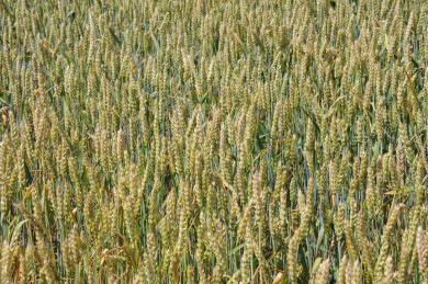 5 тонн заражённой карликовой головнёй пшеницы не пустили в Воронежскую области