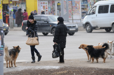 Советы кинолога: как спастись от бродячих собак