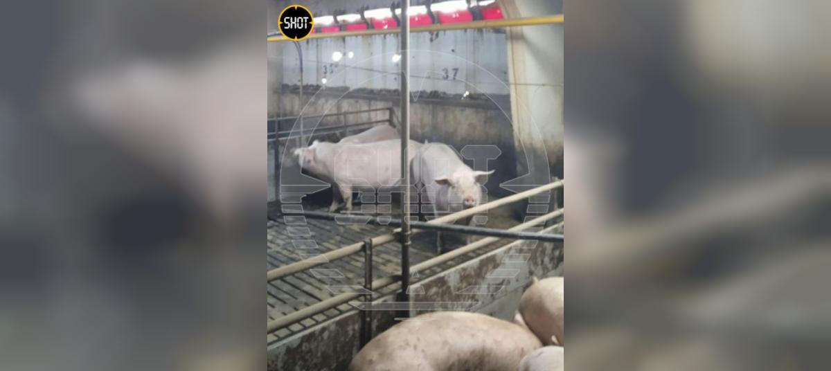 Разбомбили свинокомплекс. Разбомбили свинокомплекс. Идаванг свинокомплекс. Свинокомплекс конышевка. Современная свиноферма.