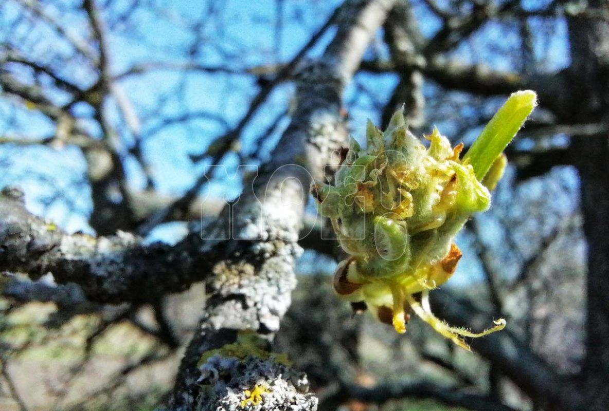 Майское тепло надвигается на&nbsp;Воронежскую область
