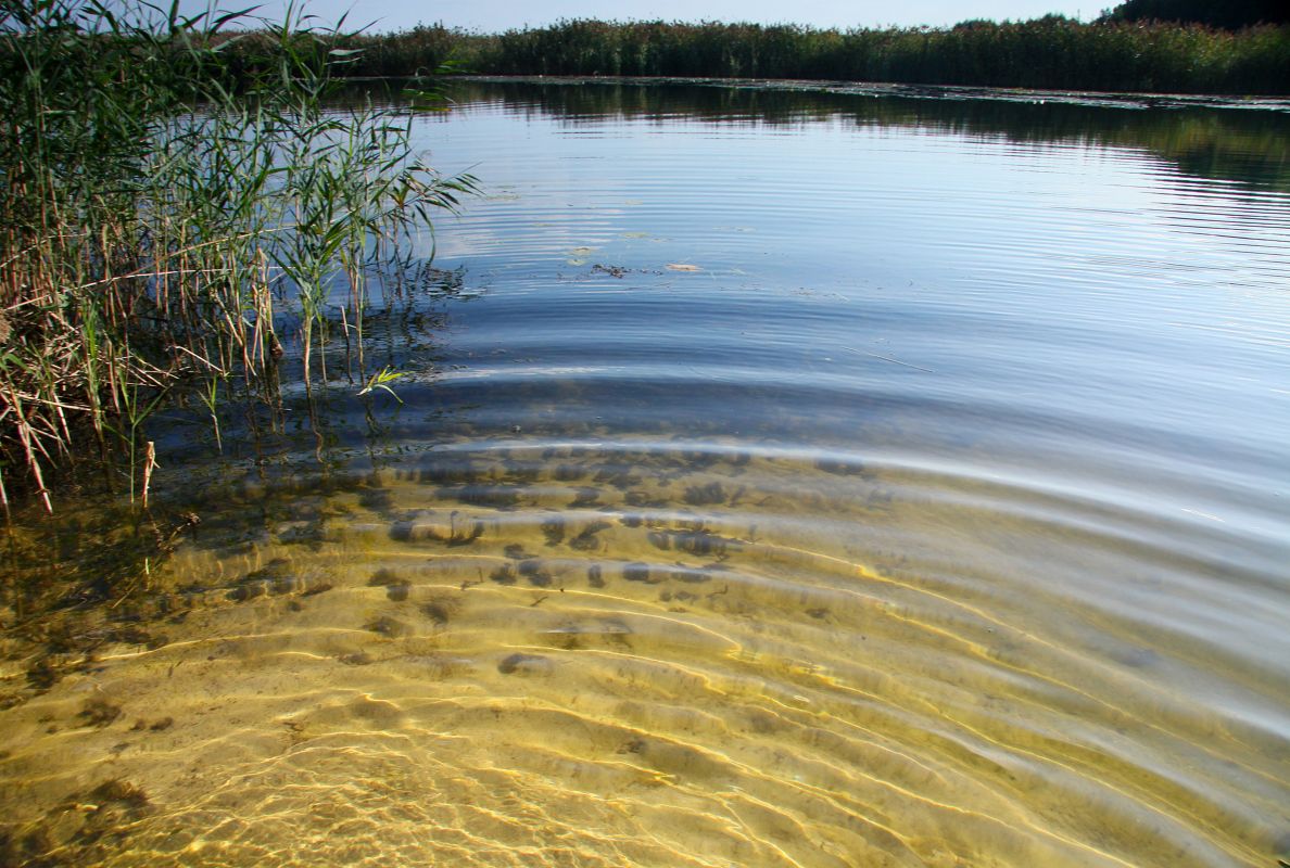 Воронежские экологи обследовали водохранилище в поиске мёртвой рыбы