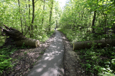 Воронежцы распространяют петицию против строительства дороги через Нагорную дубраву