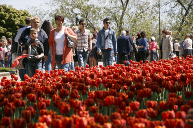 Синоптики рассказали, какой будет погода в Воронеже на День Победы