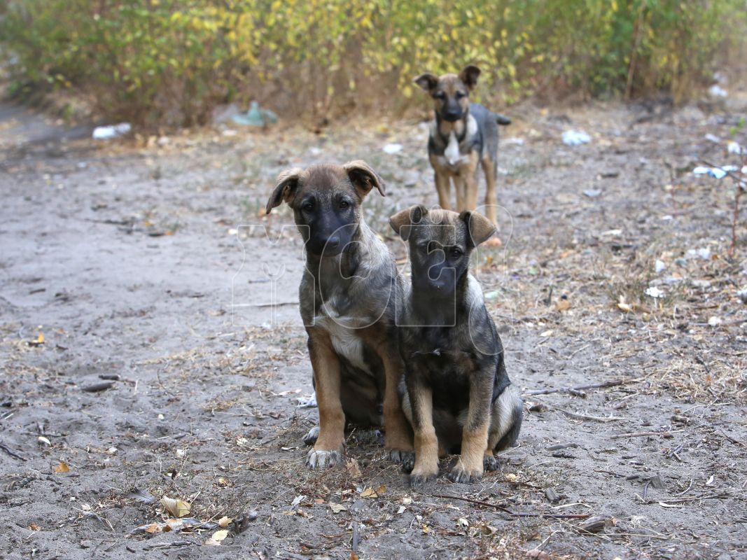 Бездомных собак и&nbsp;кошек посчитают в&nbsp;Воронежской области