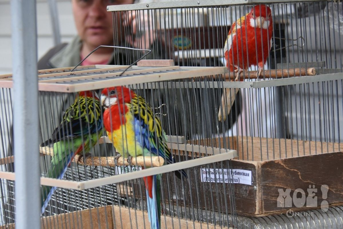 Птичий рынок в Воронеже закроют