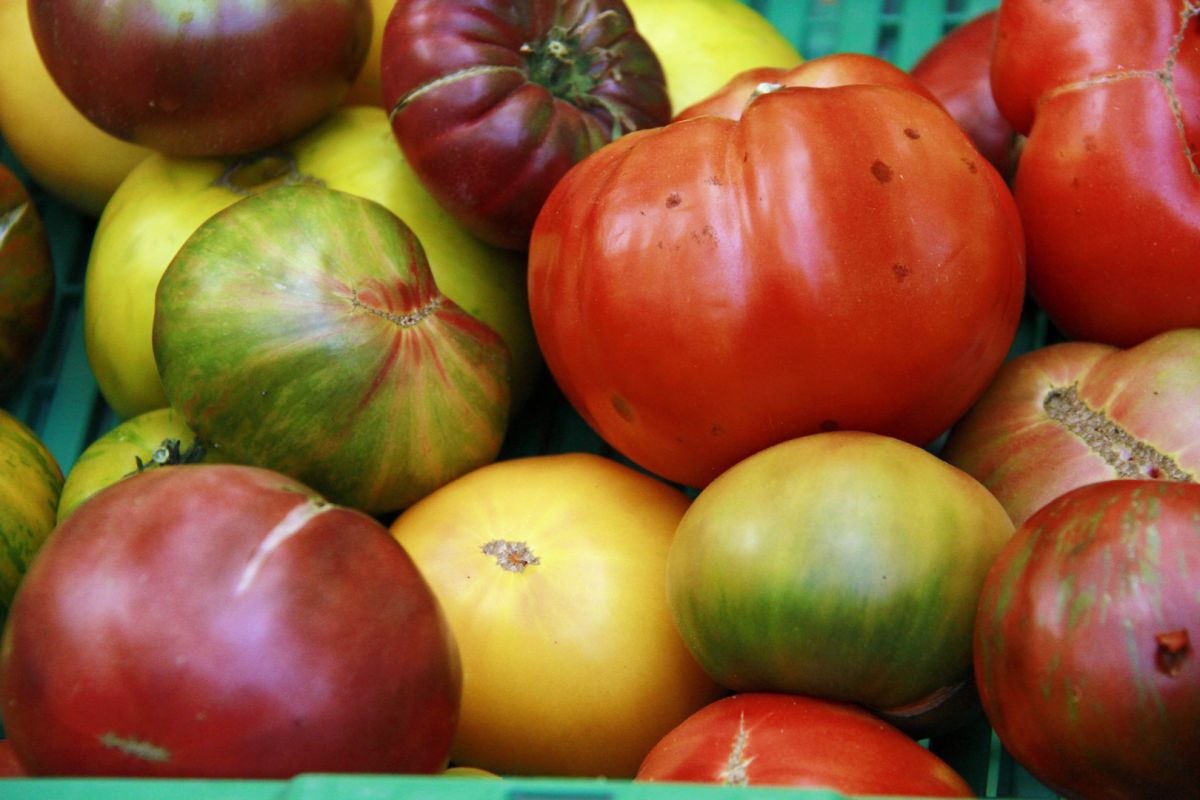 Агроном рассказал, какие томаты посадить в&nbsp;теплице