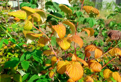 Что делать, если засыхают побеги на малине