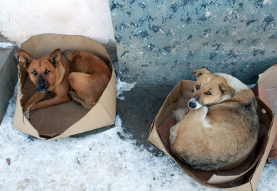 В воронежском посёлке ввели карантин по бешенству