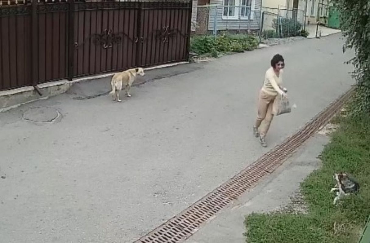 Жительницу Воронежа осудили за&nbsp;массовое убийство собак