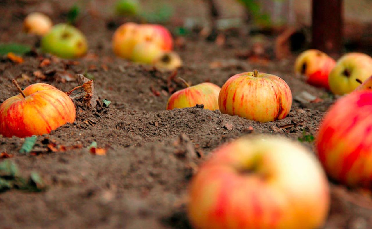 Чем заменить деревья с невкусными плодами и как защититься от колорадского жука