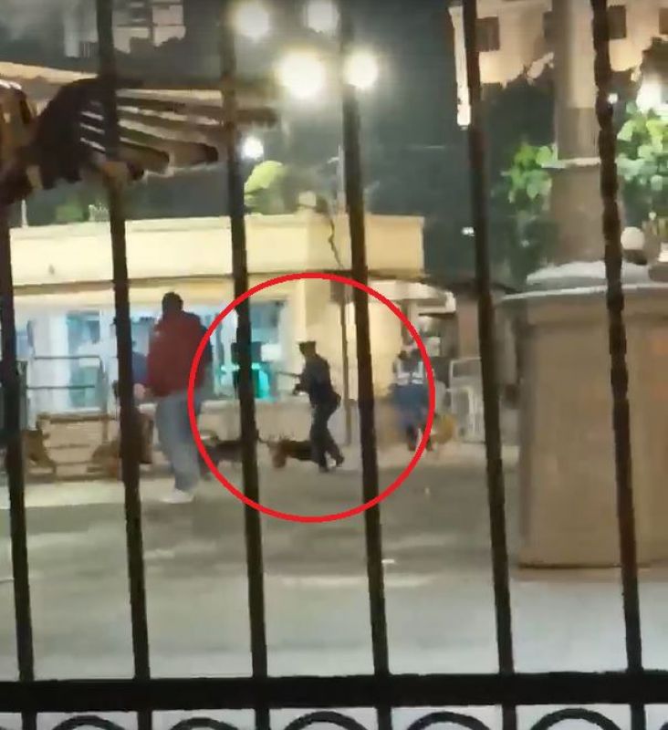 Схватка полицейского с&nbsp;бездомными собаками в&nbsp;Воронеже попала на&nbsp;видео