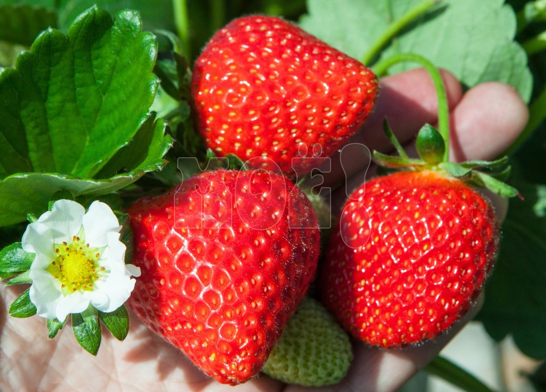 До +28 градусов потеплеет в&nbsp;Воронежской области