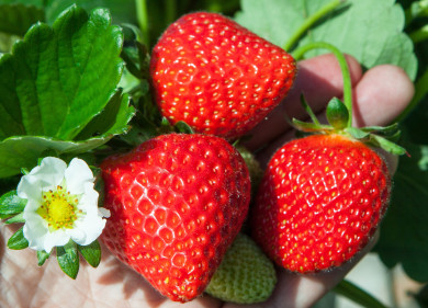 До +28 градусов потеплеет в Воронежской области