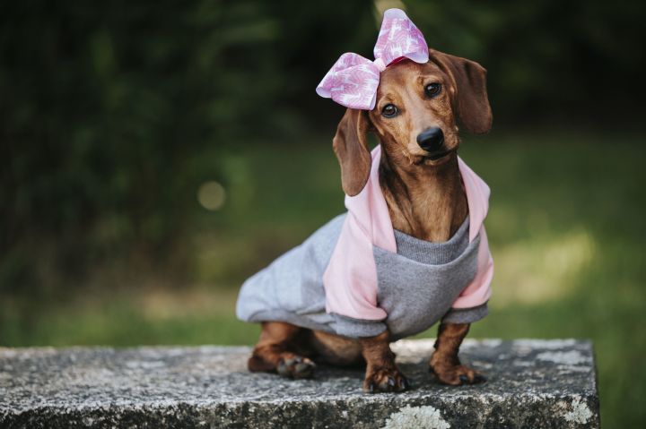 Нужна ли собакам одежда летом? 