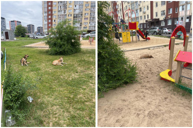 «Кидаются на детей!»: жительница Воронежа пожаловалась на бездомных собак на детской площадке