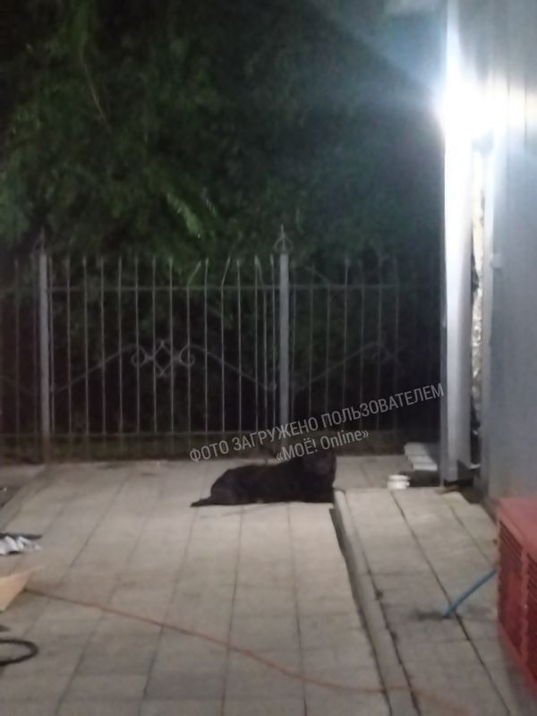 Лада проспект патриотов