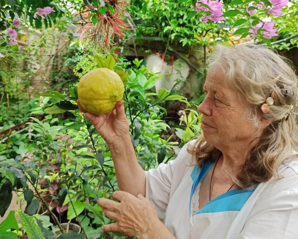 В Воронеже впервые вырастили лимон размером с&nbsp;небольшую дыню