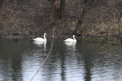 Прогноз погоды в Воронеже на пятницу, 7 июля