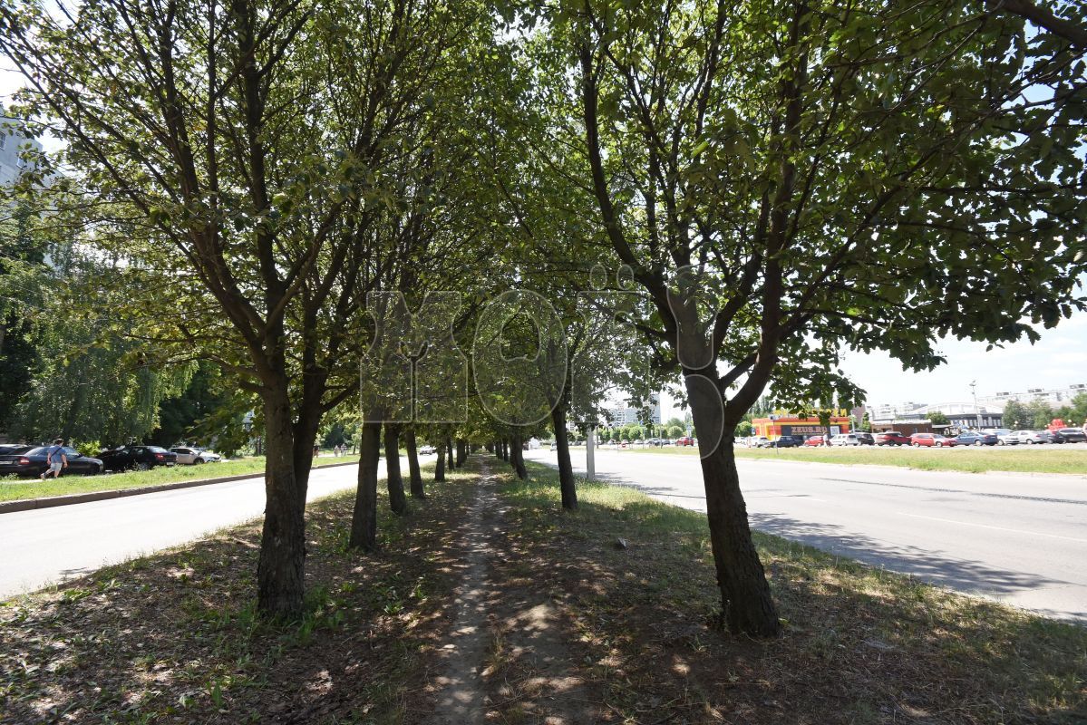 Зелёный Воронеж — сон или&nbsp;реальность?