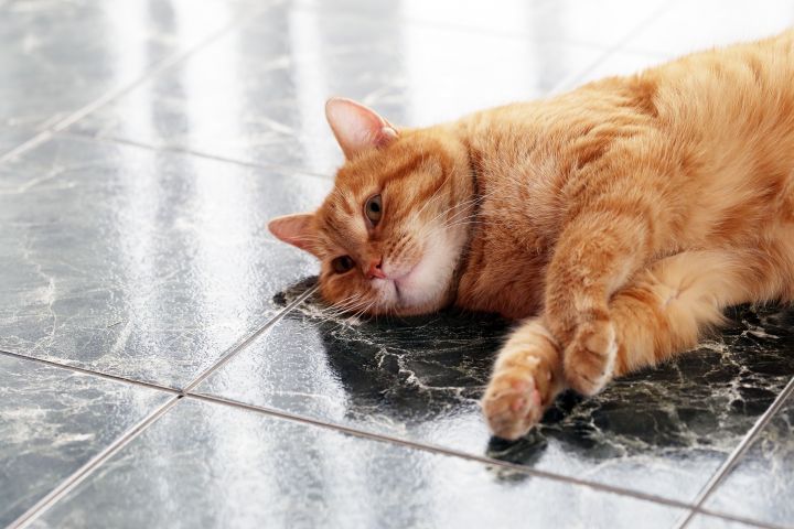 Почему кошки обожают запах хлорки?