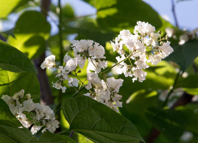Прогноз погоды в Воронеже на среду, 19 июля