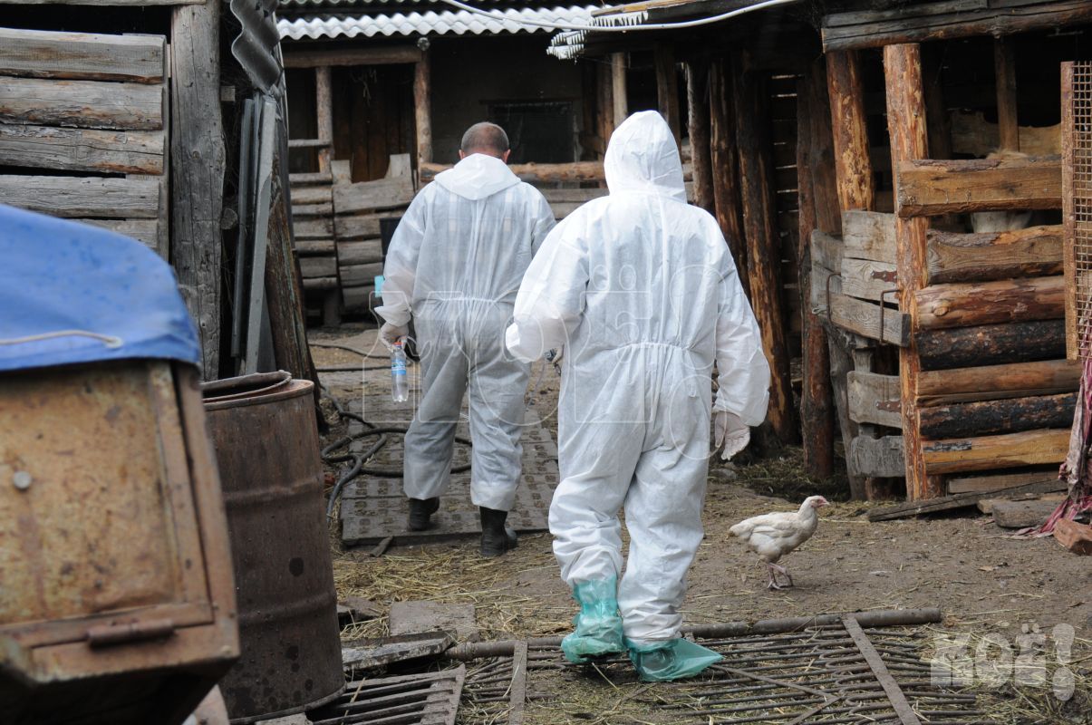 Очаг бешенства обнаружили в&nbsp;селе Воронежской области