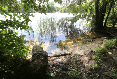Жителям Воронежской области могут запретить посещать леса