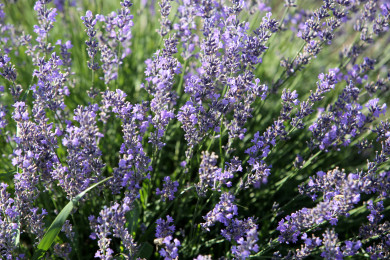 Прогноз погоды в Воронеже на вторник, 8 августа