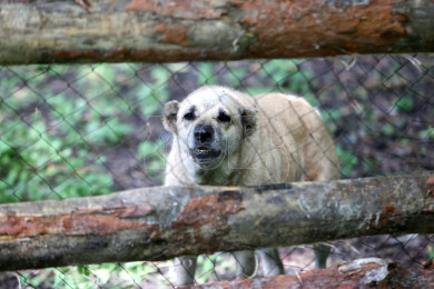 Историей воронежского мальчика, покусанного алабаем, занялась уполномоченная по правам ребёнка