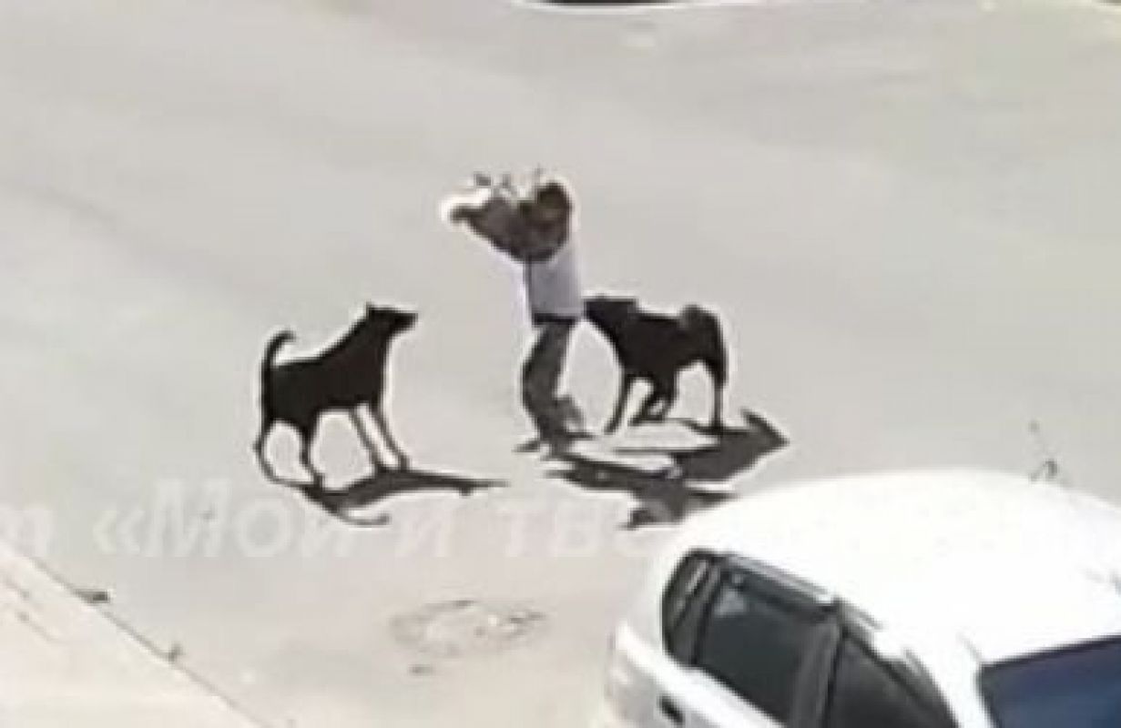 Агрессивные собаки напали на&nbsp;ребёнка в&nbsp;Воронеже