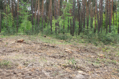 Запрет на посещение лесов продлят в Воронежской области
