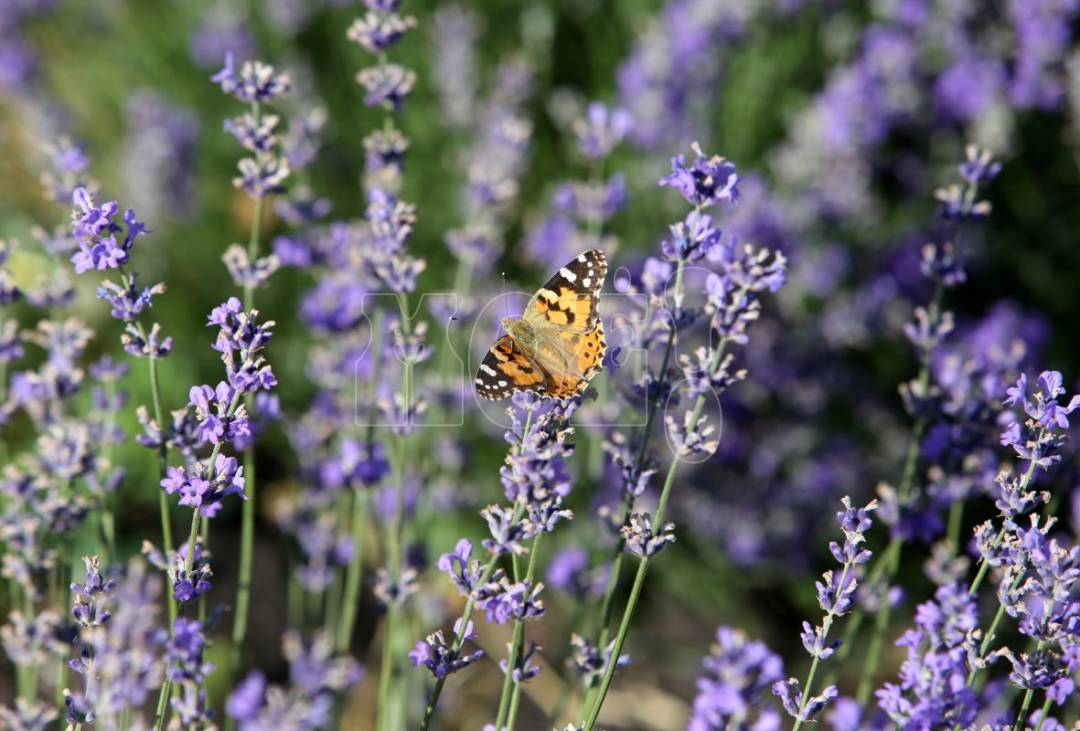 Прогноз погоды в&nbsp;Воронеже на&nbsp;среду, 6 сентября