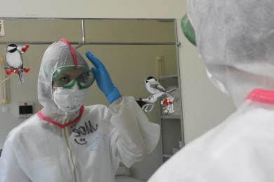 Число подтверждённых случаев заражения сибирской язвой возросло в Воронежской области