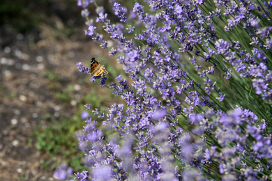 Прогноз погоды в Воронеже на вторник, 19 сентября