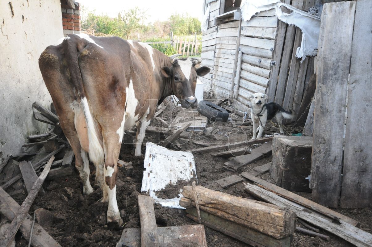 Очаг бешенства обнаружили в&nbsp;Воронежской области