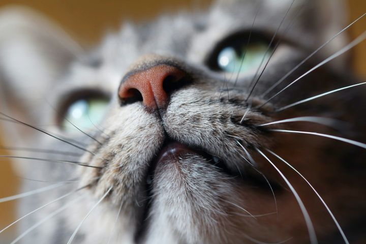 Почему нос кошки меняет цвет
