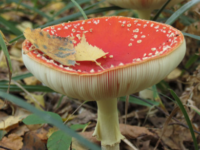 Четыре человека умерли, отравившись грибами в Воронежской области