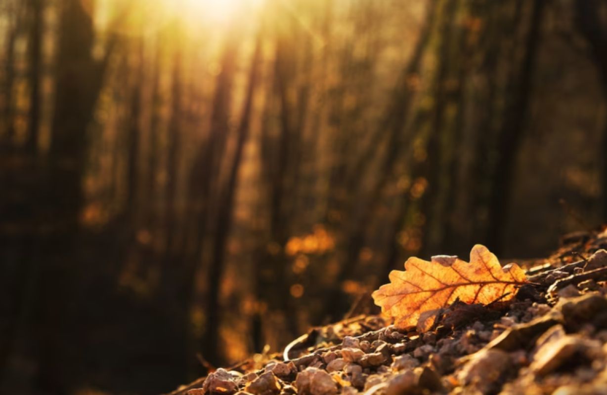 Прогноз погоды в&nbsp;Воронеже на&nbsp;четверг, 12 октября