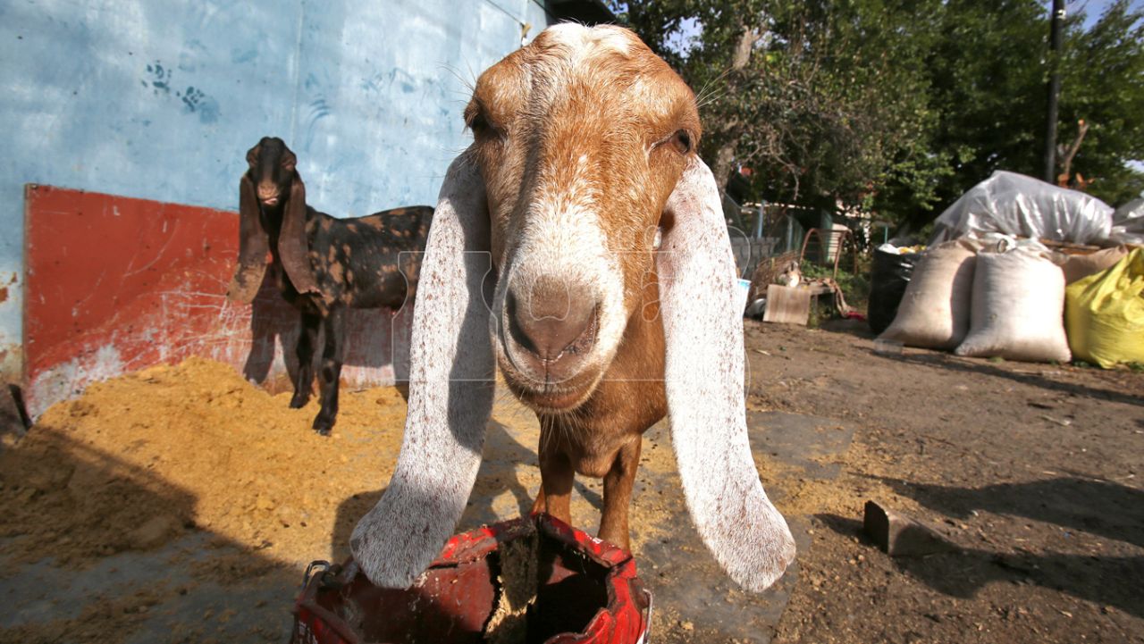 Коза 1 год. Козы в Армении. Коза с первым местом. Ранененая коза фото.
